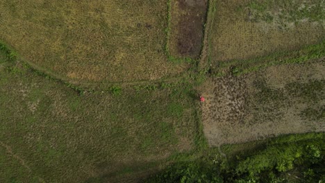 A-lone-person-working-on-diverse-farmland-patterns-on-bohol-island,-philippines,-aerial-view