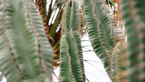 Pan-down-across-prickly-sharp-needles-of-bent-cactus-with-caterpillar,-foreground-obscured-by-branches-of-plant