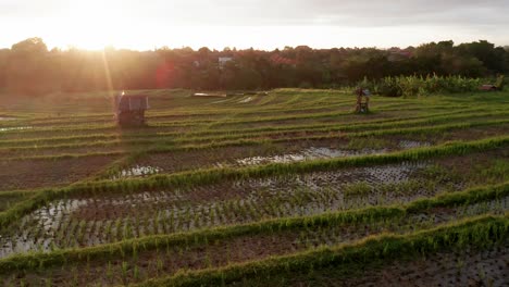 Lush-green-rice-fields-with-bright-sunset-glow-in-Canggu-during-rainy-season,-Bali,-Indonesia