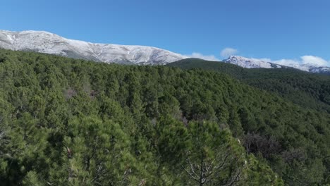ascending-flight-with-a-drone-performing-a-surprise-effect-visualizing-a-pine-tree-and-discovering-a-beautiful-landscape-of-a-pine-forest-with-snow-capped-mountains-on-a-winter-morning-Avila-Spain