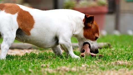 Seitenansicht-Des-Jack-Russell-Terriers-Auf-Dem-Gras,-Der-Auf-Knochen-Kaut