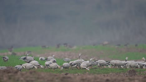 Flock-of-bar-headed-goose-Grazing-in-morning