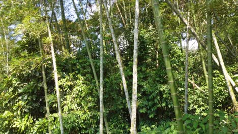 Selva-De-Bambú-Bosque-Denso-Hojas-Perennes-Plantas-Tropicales-Con-Flores-Perennes
