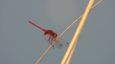 Dragonfly-red-color-relaxing-on-pond-area-
