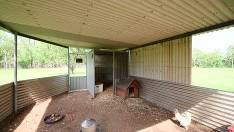 Retroceso-Mientras-Las-Gallinas-Se-Ahogan-En-El-Cobertizo-De-Medallas-Corrugadas-Y-Corren-Hacia-La-Casa