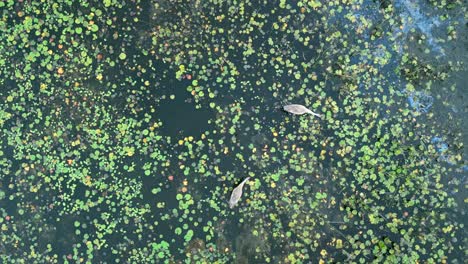 pair-of-Herons-scavenging-for-food-in-Wetlands-top-down-Shot