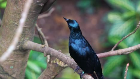 Estornino-Macho-De-Alas-Rojas,-Onychognathus-Morio-Con-Plumaje-Negro-Brillante,-Encaramado-En-Una-Rama-De-árbol,-Curiosamente-Preguntándose-Por-El-Entorno-Circundante,-Primer-Plano