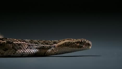 cottonmouth-snake-flicking-tongue-side-angle-low---studio