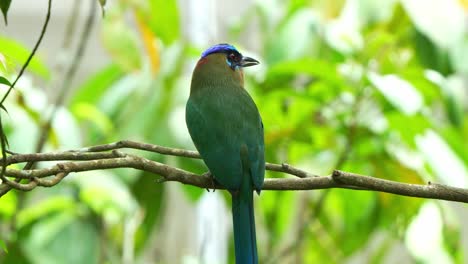 Close-up-shot-of-an-exotic-bird-species,-an-Amazonian-motmot-with-beautiful-long-tail,-perched-on-tree-branch-in-its-natural-habitat,-wondering-around-its-surrounding-environment