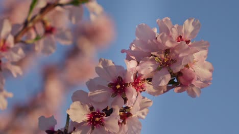 Almond-branch-with-flowers-and-blue-sky-in-slow-motion