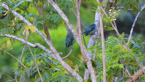 Pair-of-Blue-Gray-Tanagers-preening-themselves-on-a-blowy-day