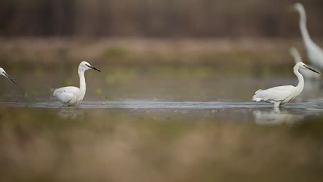 Las-Garcetas-Pequeñas-Y-Grandes-Pescando-En-El-Lago