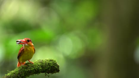 Rufous-backed-kingfisher-or-Ceyx-rufidorsa