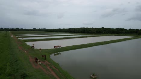 Wild-horses-grazing-along-irrigated-rice-fields,-Bayaguana,-Comatillo-in-Dominican-Republic