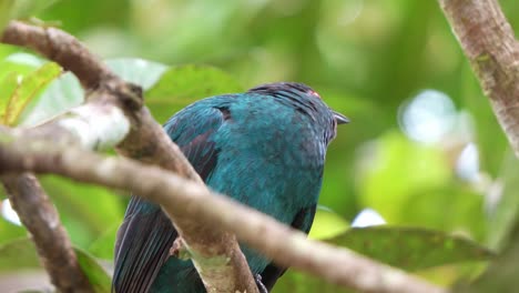 Hembra-De-Hada-Azul-Asiática-Posada-En-La-Rama-De-Un-árbol-En-Medio-Del-Bosque,-Gorjeando-Suavemente-Mientras-Se-Rascaba-La-Cabeza,-Se-Esponjaba-Las-Plumas-Y-Se-Preguntaba-Con-Curiosidad-Por-Los-Alrededores.