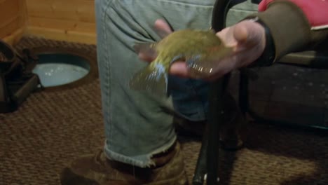 A-Bluegill-Fish-is-Currently-Held-by-a-Man-Inside-an-Ice-Fishing-Shelter---Close-Up