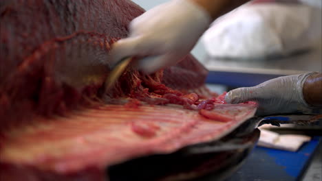 Close-up-of-a-male-chef-wearing-latex-gloves-scraping-the-spine-of-a-fresh-blue-fin-tuna-to-extract-all-the-meat