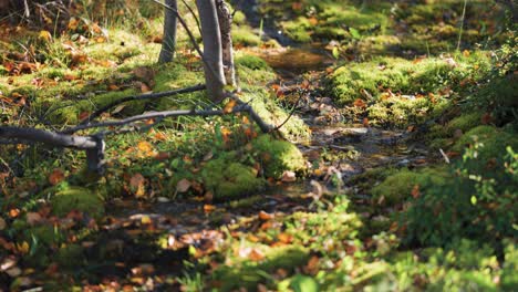 Ein-Kleiner-Bach-Im-Herbstwald