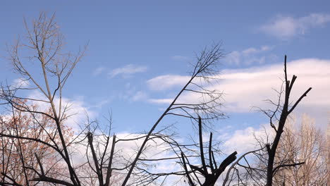 Time-lapse-footage-of-white-clouds-seen-through-bare-tree-branches