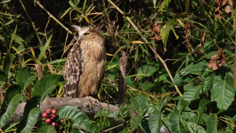 Looking-to-the-right-then-turns-its-head-to-the-left-while-basking-under-the-morning-sun,-Buffy-Fish-Owl-Ketupa-ketupu,-Thailand