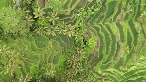 Aerial-view-of-famous-Tegalalang-rice-terraces-in-Ubud,-Bali,-Indonesia