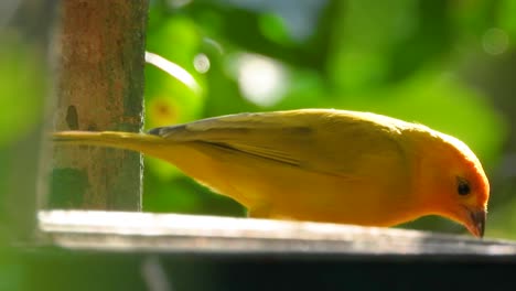 Ein-Südamerikanischer-Safranfink,-Der-Samen-Eines-Vogelständers-Frisst