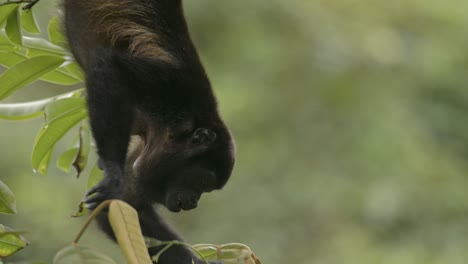 Delightful-agile-Howler-monkey-hangs-upside-down-to-feed-on-lush-forest-leaves