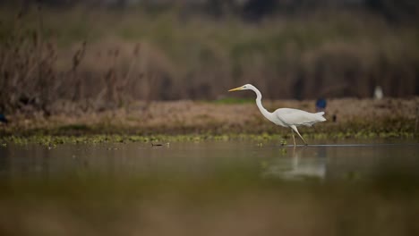 Der-Silberreiher-Beim-Fischen-Im-Feuchtgebiet