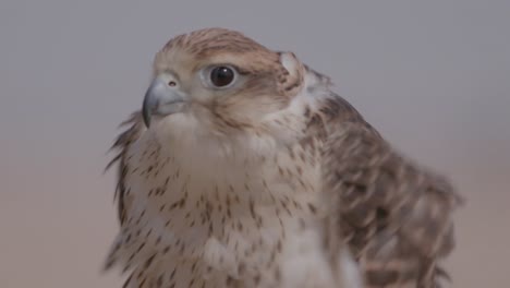 Close-up-of-a-falcon-in-rouse,-fluffing-feathers-against-a-soft-background