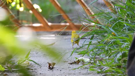 A-Saffron-Finch-perches-amidst-lush-greenery,-bathed-in-sunlight