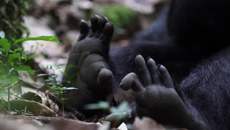 Close-up-of-sleeping-Chimpanzee-foot-on-forest-floor-in-Kibale-National-Park,-Uganda