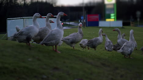 Greylag-geese-with-lorry-passing-behind