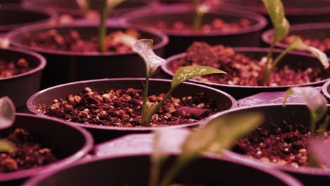 Un-Primer-Plano-De-Prósperas-Plantas-De-Potos-Dorados-En-Macetas-Bajo-Una-Luz-De-Crecimiento-Rosa