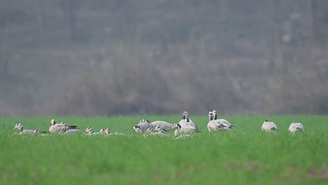 The-Flock-of-Goose-resting-in-Wheat-fields
