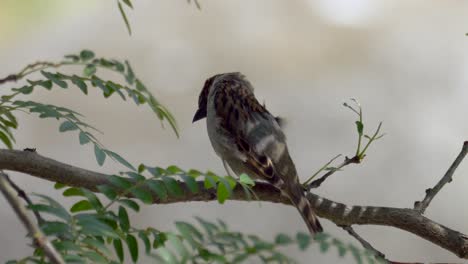 Pretty-Sparrow-sitting-on-branch-of-tree-in-nature