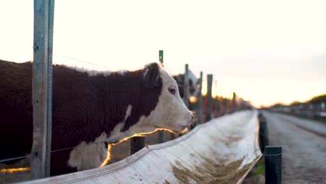 Cow-at-a-feed-trough-during-sunset-on-a-farm,-golden-hour-light-illuminating-the-scene,-side-view