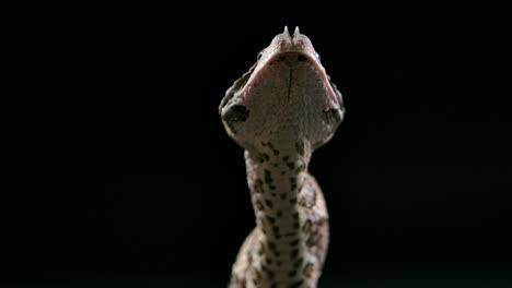 Gabunviper-Tanzt-Ihre-Mahlzeit-Mit-Nackenmuskeln-Hinunter,-Tolle-Aussicht---Studio