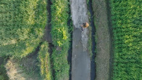 Von-Oben-Nach-Unten-Aufgenommene-Drohnenaufnahme-Einer-Barfüßigen-Frau,-Die-Bei-Sonnenaufgang-Durch-Reisfelder-In-Ubud,-Bali,-Indonesien-Läuft