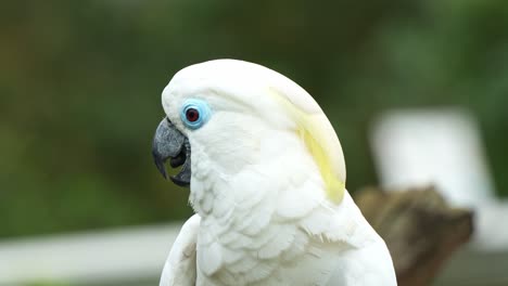 Close-up-portrait-shot-capturing-the-head-and-face-details-of-a-female-blue-eyed-cockatoo,-cacatua-ophthalmica-with-reddish-brown-irises-and-white-plumage,-the-vulnerable-bird-species