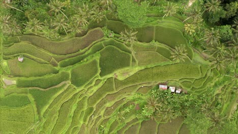 Aerial-view-of-beautiful-green-mountain-rice-terrace-patterns-in-Bali,-Indonesia
