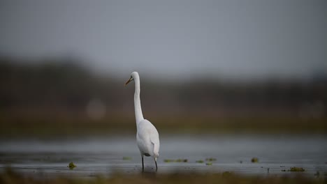 Great-Egret-hunting-Fish-in-Pond