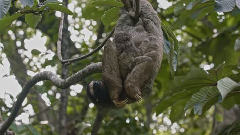 Adorable-baby-sloth-clings-tight-to-its-mummy-upside-down-in-forest-canopy