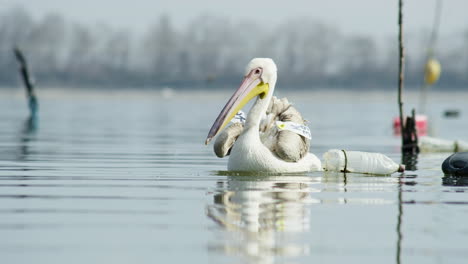 Young-Great-white-pelican-cleaning-preening-feathers-lake-Kerkini