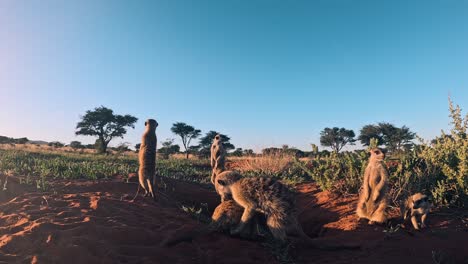 Close-up-of-a-group-of-cute-meerkats-grooming-each-other-in-the-red-sand-of-the-Kalahari-desert