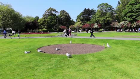 Seagulls-basking-in-Saint-Stephen's-Green-Park,-Dublin