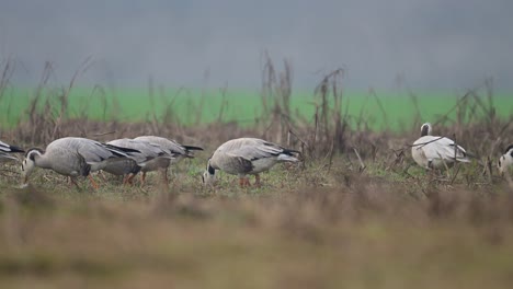 The-Flock-of-Bar-headed-goose-grazing-in-Wheat-Fields