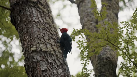 Pájaro-Carpintero-Magallánico-Trepando-Por-El-Tronco-De-Un-árbol-En-El-Parque-Nacional-Tierra-Del-Fuego,-Argentina---Primer-Plano