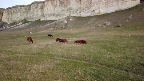 Experience-the-grandeur-of-Crimea-as-you-immerse-in-the-sight-of-horses-grazing-by-the-white-cliff-in-this-video,-embodying-natural-beauty-and-tranquility