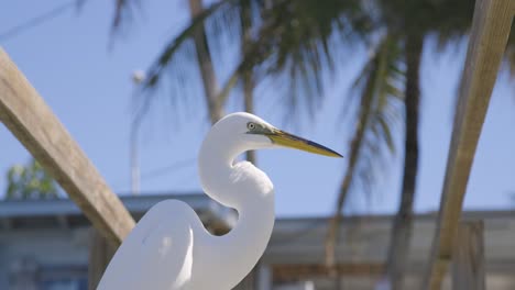 Silberreiher-Steht-Auf-Einem-Dock-Am-Meer-In-Florida