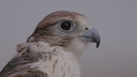 Close-up-of-a-falcon-at-twilight,-detailed-feathers-and-sharp-gaze,-in-natural-habitat